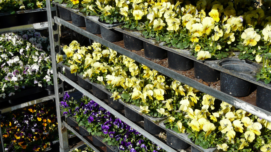 Gartencenter in NRW Click & Meet o... diy online